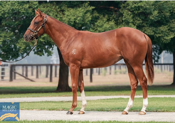 $320,000 - Half-sister to a Melbourne Cup winner 