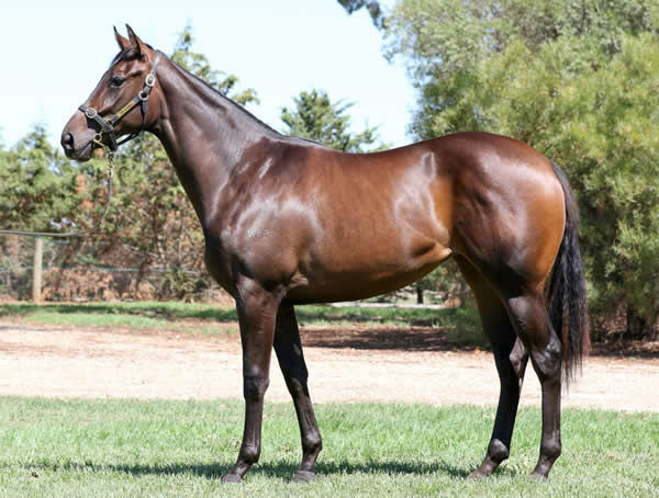 $350,000 Territories filly from Kaniana