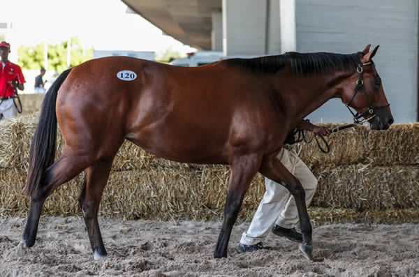 Trippi filly from Val de Ra - Top priced filly at the 2020 CTS Cape Premier Yearling Sale - image Liesl King