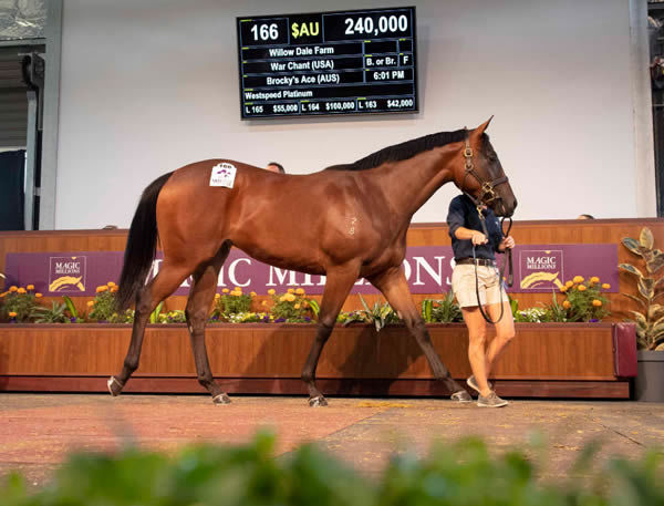 $240,000 War Chant filly from Brocky's Ace