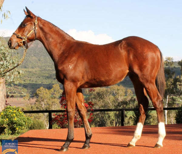 Gallant Valour sold for $30,000 as a weanling.