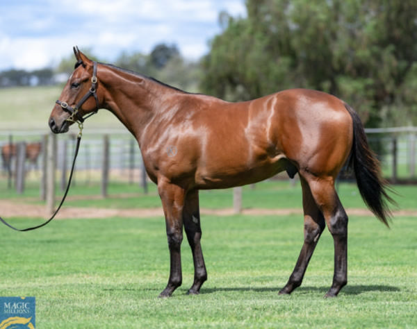 Gallo Nero's yearling pic