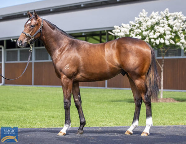 General Sensei was a $550,000 MM purchase from Arrowfield.