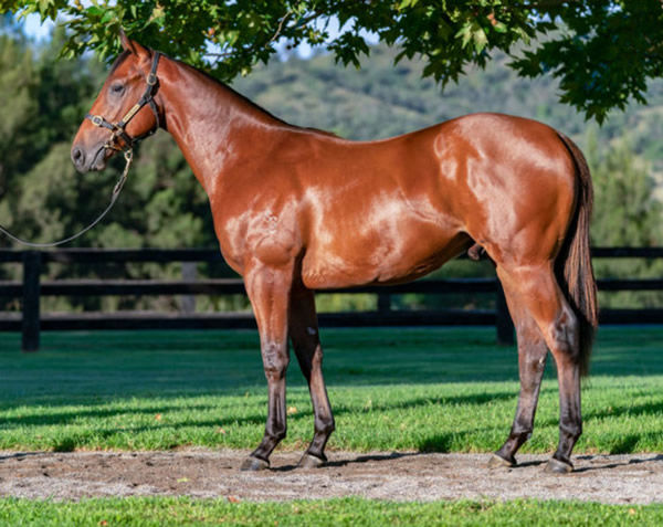 Genghis Khan was a $460,000 Inglis Easter purchase. 