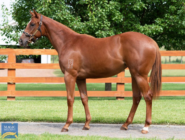 Gerety was snapped up by Prime Thoroughbreds for $140,000 at MM last year.