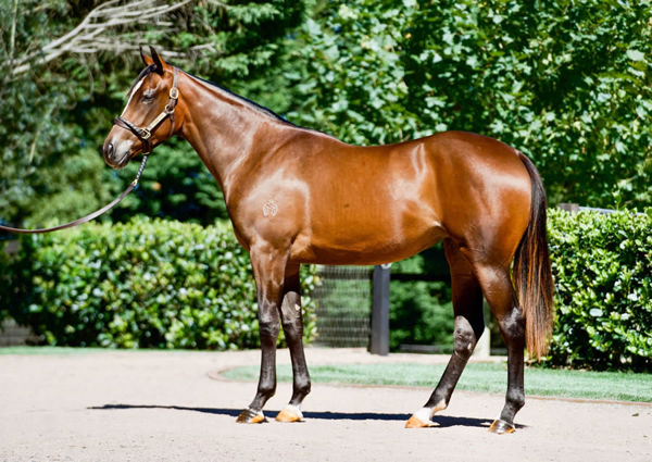 Getta Good Feeling was a $525,000 Inglis Easter purchase.