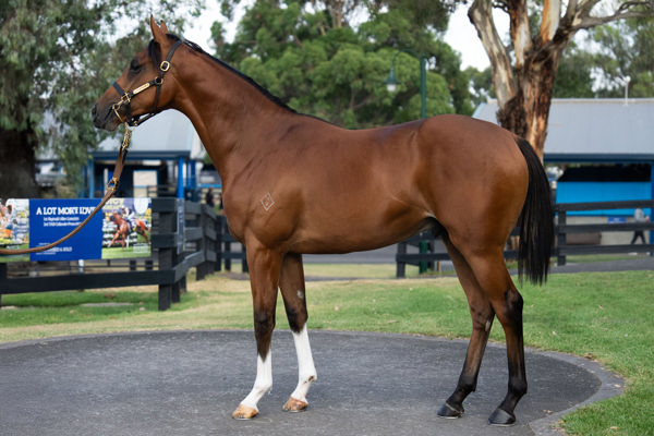 $520,000 Ghaiyyath (IRE) colt from Dom Perion.