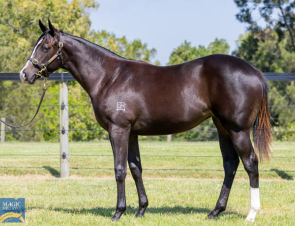 Gin Spirit was a $210,000 Magic Millions purchase.