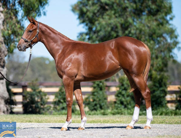 $600,000 Magic Millions purchase Ginger's Gal.