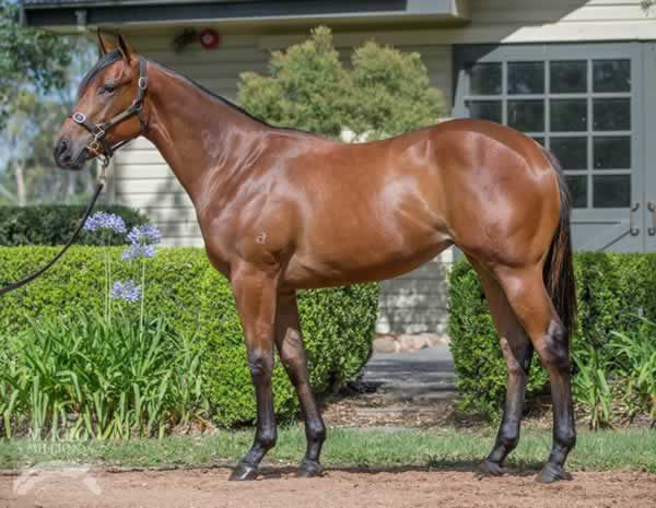 Giovanna Run was a $120,000 Magic Millions Yearling