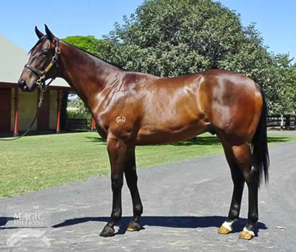 Global Quest as a yearling