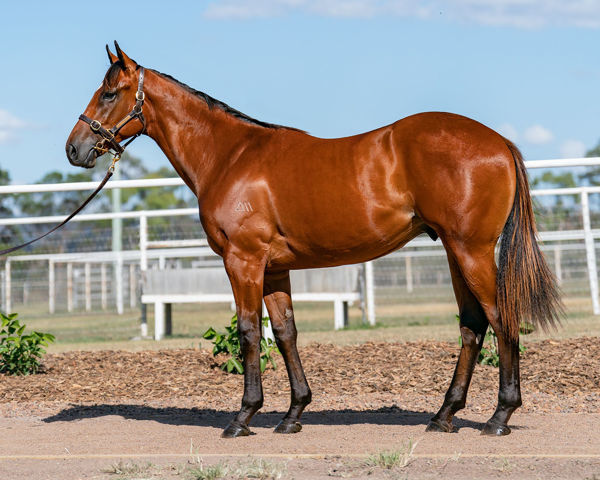 Glorious Moments was an $85,000 Inglis Classic purchase.