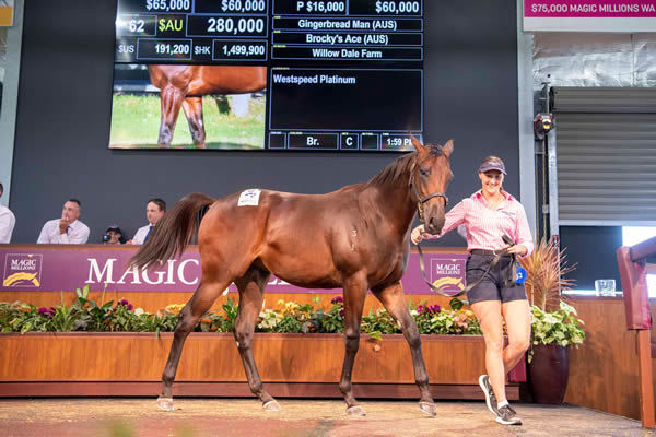 $280,000 Gingerbread Man colt from Brocky's Ace.
