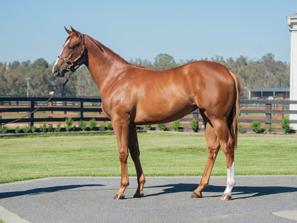$300,000 Magic Millions purchase - Home Affairs filly from Woman -named God Created!