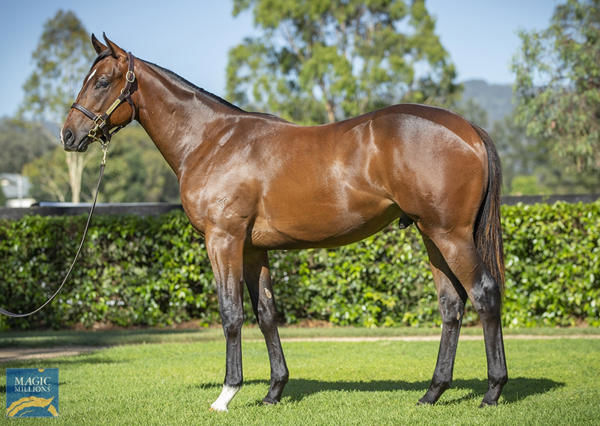 Godfather a $1.1million Magic Millions yearling