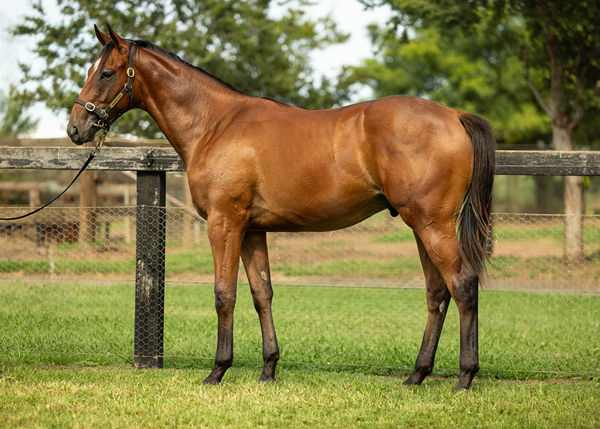 Godtfred Kirk, the Half-Brother To G1 Golden Slipper winner Mossfun