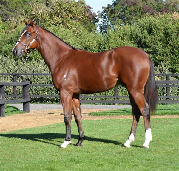 Gold Fields as a yearling