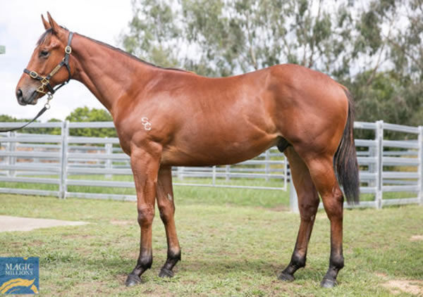 Golden Artie was a modest $30,000 Magic Millions Book 2 purchase.