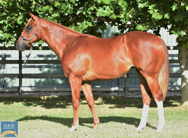 Golden Vale was a $130,000 Perth Magic Millions purchase.