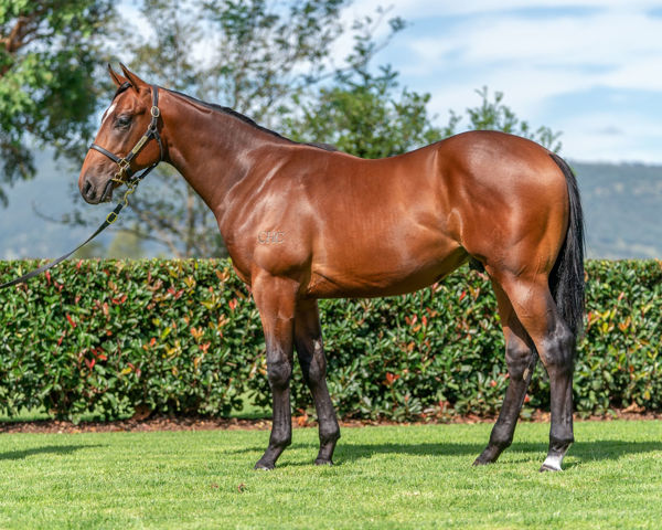 Golden Age a $500,000 Inglis Easter yearling