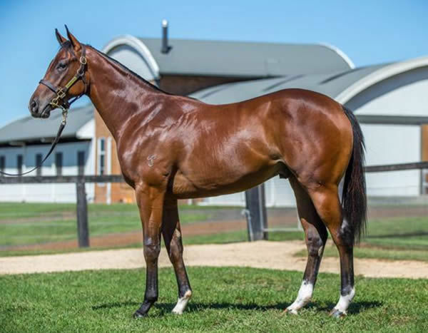 Governor was a $450,000 Inglis Easter purchase from the Yarraman Park draft.