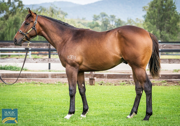 Graff colt from Tabasco Kitten.