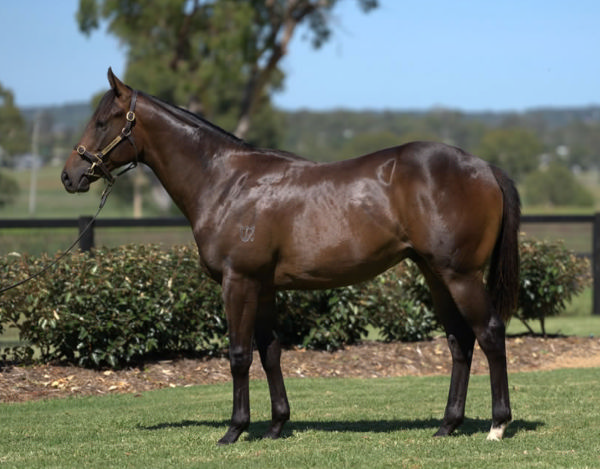 Grafterburners was a $70,000 Inglis Classic purchase.