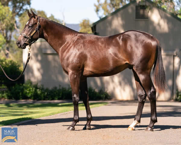 Grand Larceny was an $800,000 MM yearling sold by Kitchwin Hills.