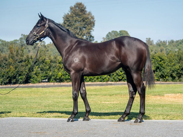 Grand Prairie was passed in at Inglis Easter. 