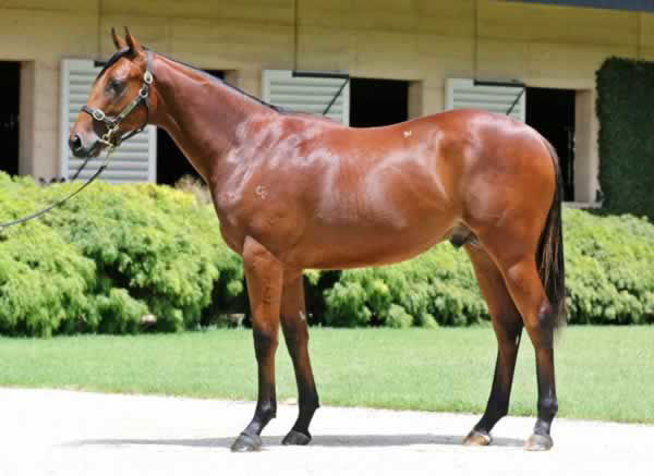 Grandslam was a $600,000 Magic Millions yearling. 