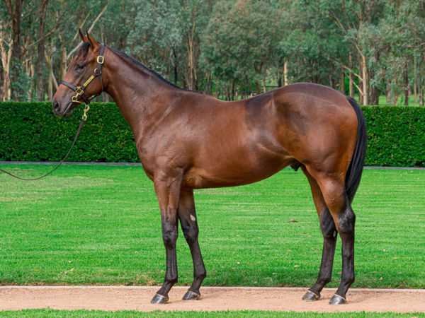 Great Barrier Reef a $1.4million Easter Yearling