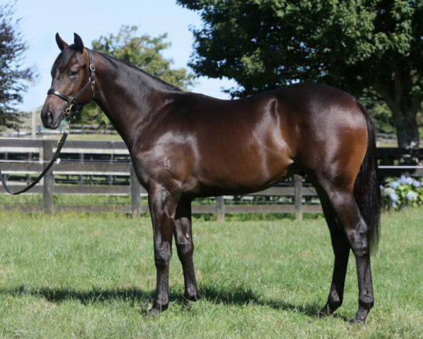 Gringotts was a $100,000 Karaka Book 1 purchase and was passed in at the NZB Ready to Run Sale.