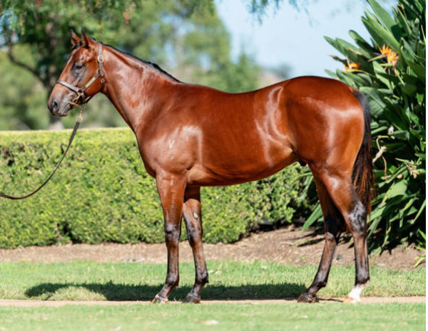 Growing Empire was a $700,000 Inglis Easter purchase from Vinery Stud. 