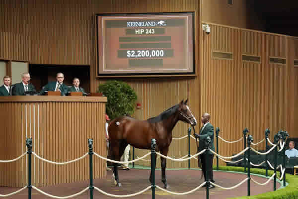 $2.2million Gun Runner colt from Amour D'Ete.