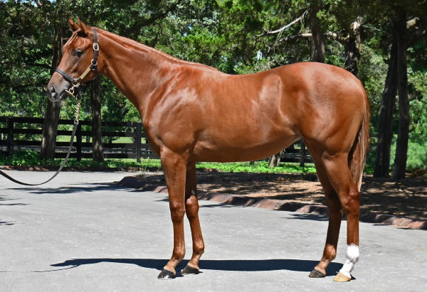 $1.5million Gun Runner filly from Dream Dancing sets the early pace on day 1.