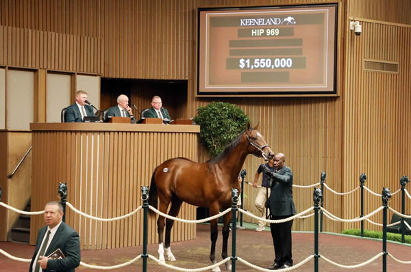 Top seller on Thursday was this Gunr Runner colt from Shared Account.