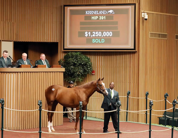 $1.25million Gun Runner colt from Special Event