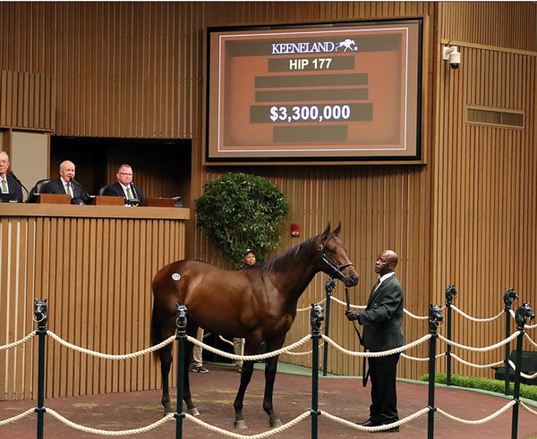 $3.3million top lot by Gun Runner from Thoughtfully - image Keeneland 