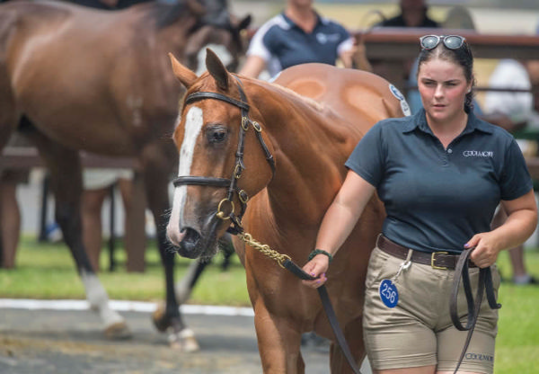 $1,050,000 Home Affairs filly from Champagne Cuddles - image Magic Millions.