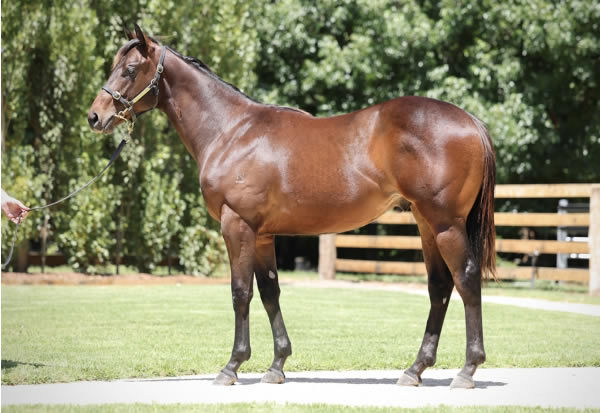 Lot 514 - yearling, click to see his page.