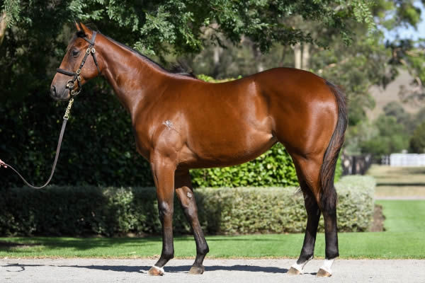 $700,000 Home Affairs filly from Jazz Song