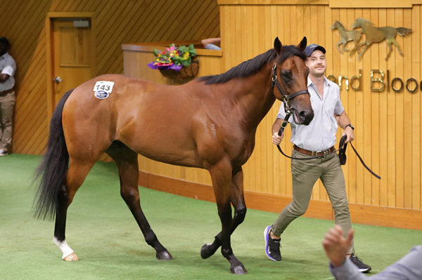 $800,000 Harry Angel colt from Monrecour - image Trish Dunell