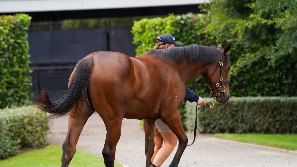 This may be the view her opposition see when Lot 1007 hits the racetrack, click to see her page. 