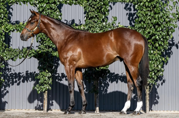 The first of the Home Affairs yearlings sells for $550,000. 