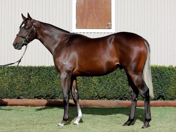 Habana is a flashy type with a prominent silver tail. 