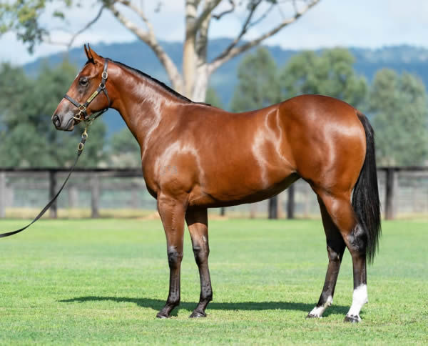 Had It All sold for $950,000 at Inglis Easter to Andrew Williams Bloodstock.