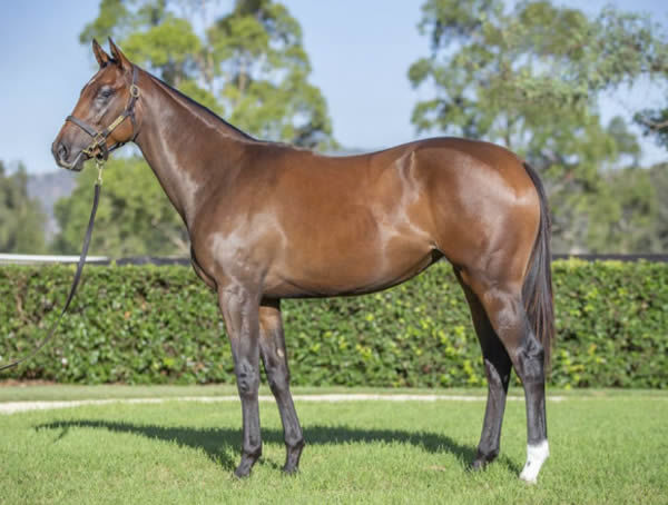 Hallett was a $450,000 Inglis Easter purchase from Yarraman Park.