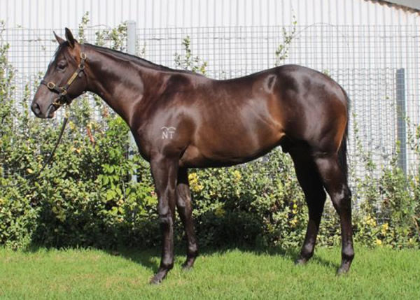 Harlem Groove as a yearling, the second highest priced yearling by his sire at Inglis Classic.