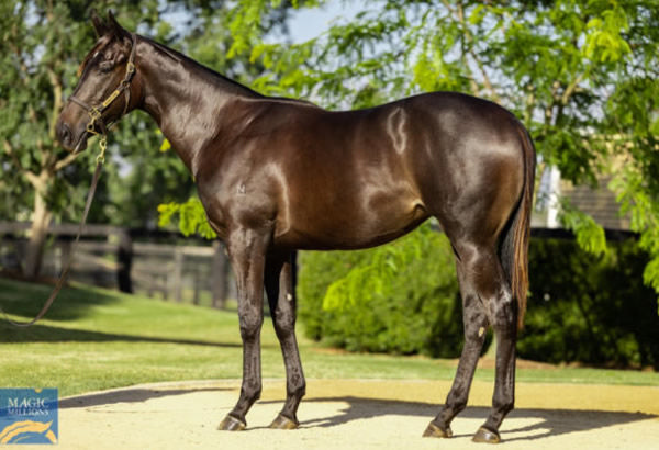 Harlem Queen was a $180,000 Magic Millions purchase from Newgate Farm.