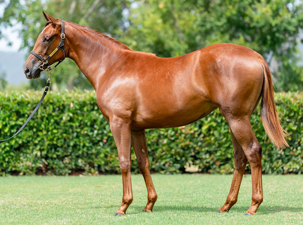 Full sister to Arkansaw Kid to be offered at Inglis Classic.